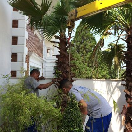 Plantação de Palmeira